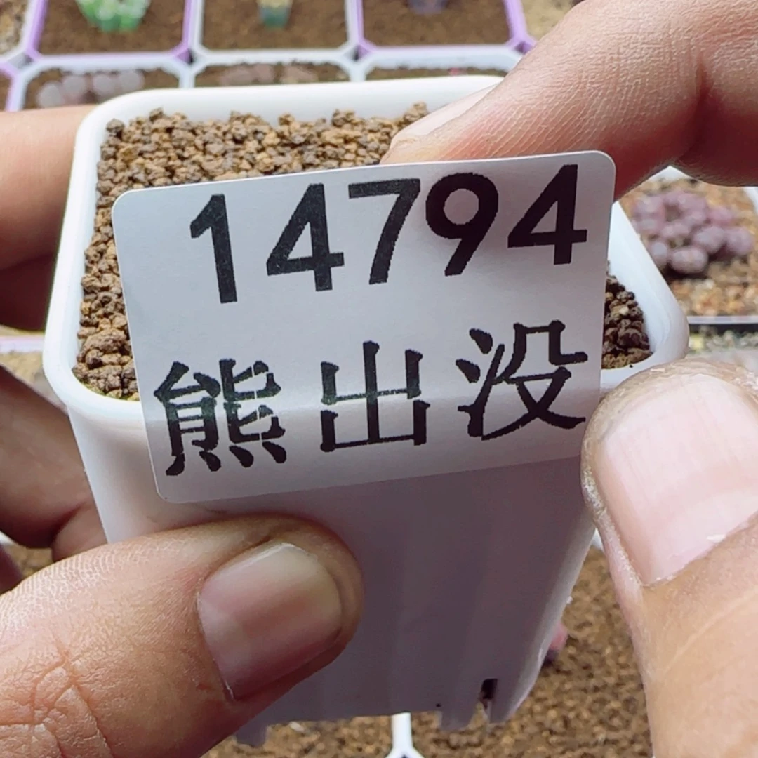 【闪购商品】干*笑14794