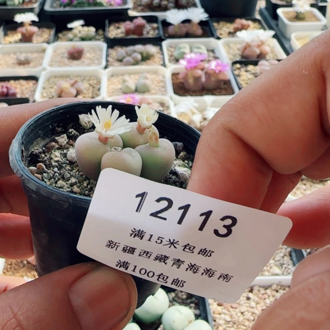 【闪购商品】安*12113