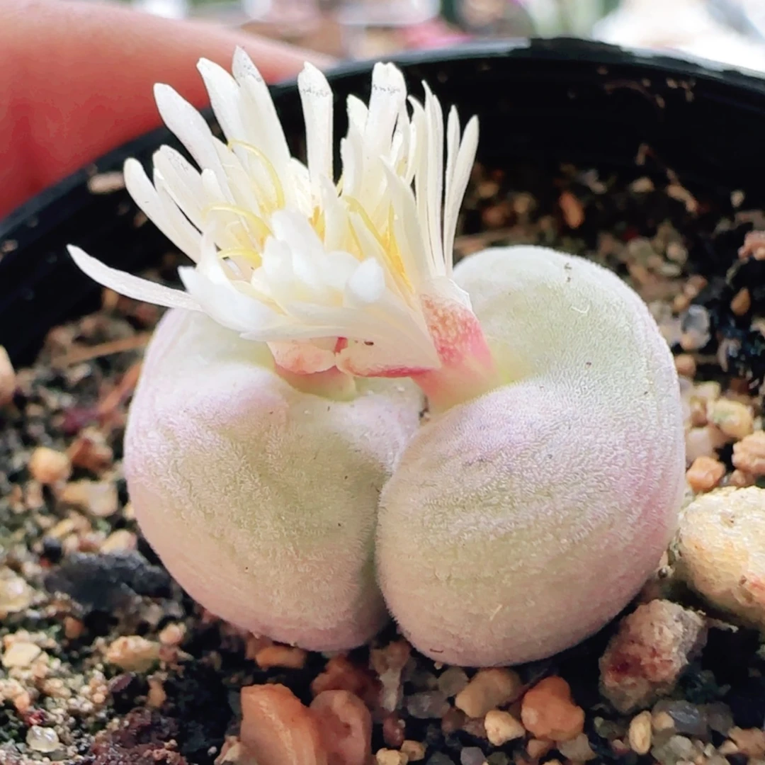 【闪购商品】12662