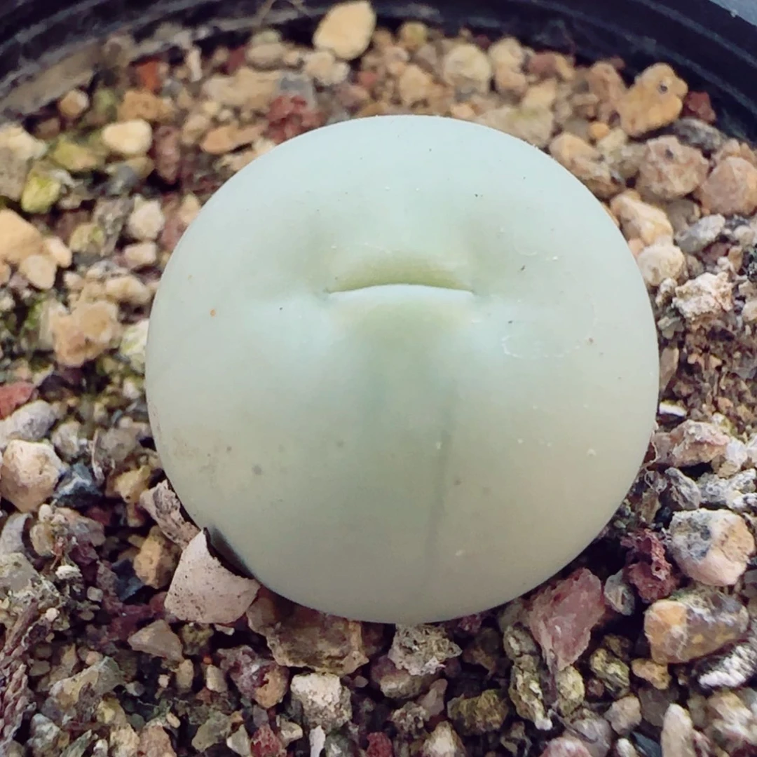 【闪购商品】1.7鸽子蛋