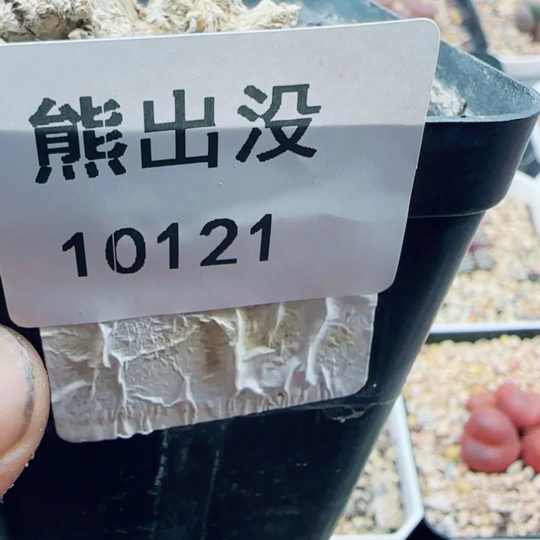 【闪购商品】孤**河10121