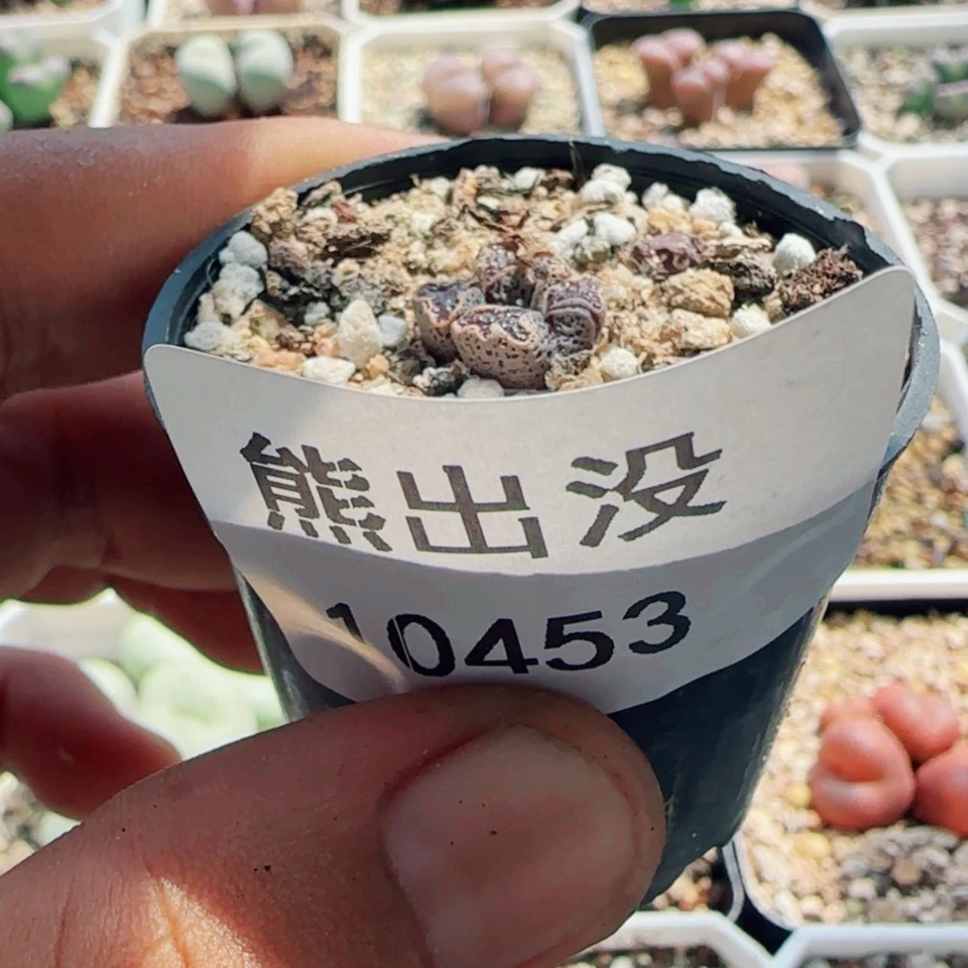 【闪购商品】逍**在10453