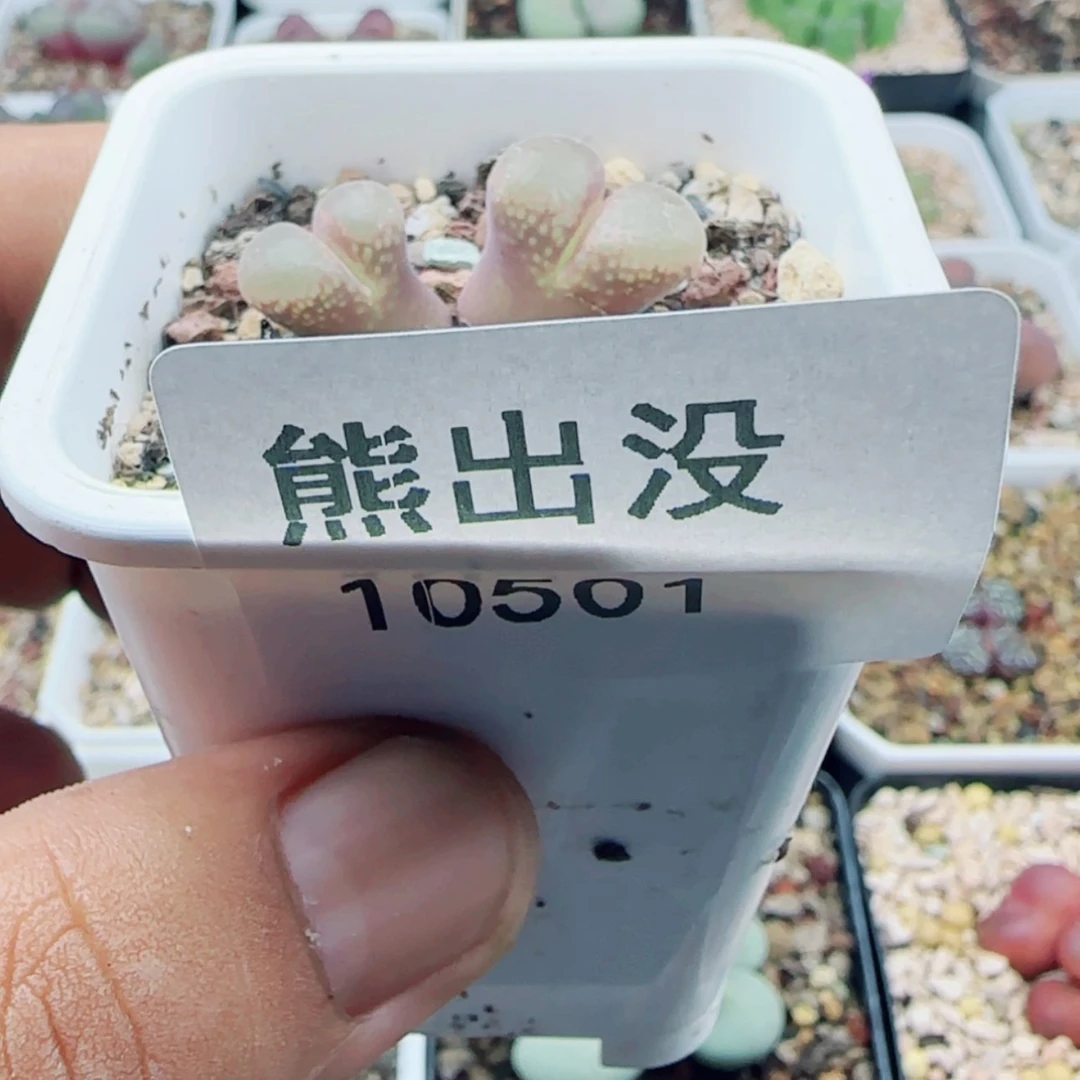 【闪购商品】?****子10501