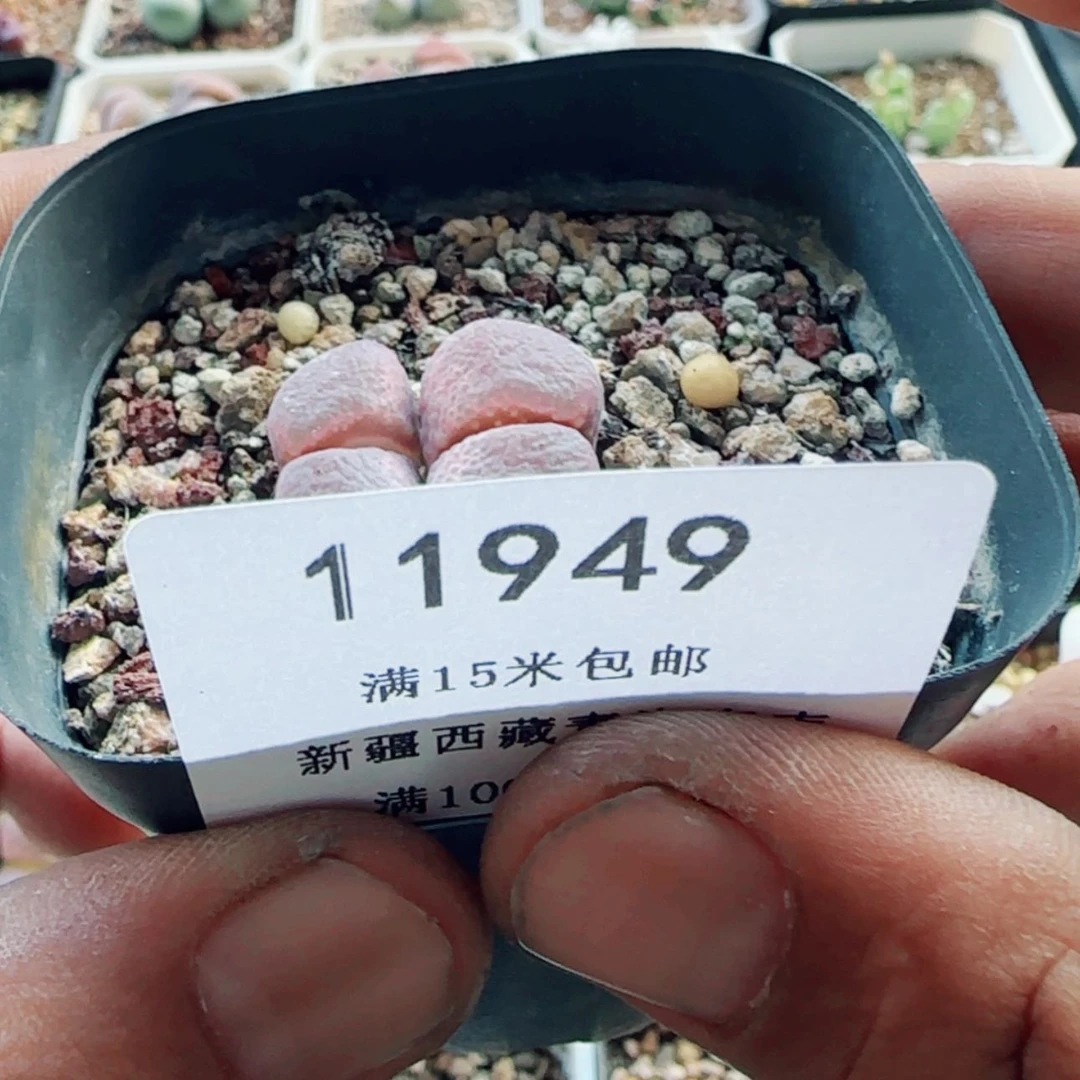 【闪购商品】秋**秋11949