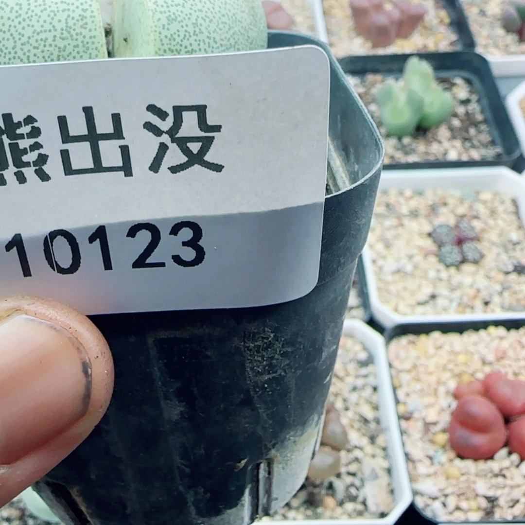 【闪购商品】孤**河10123