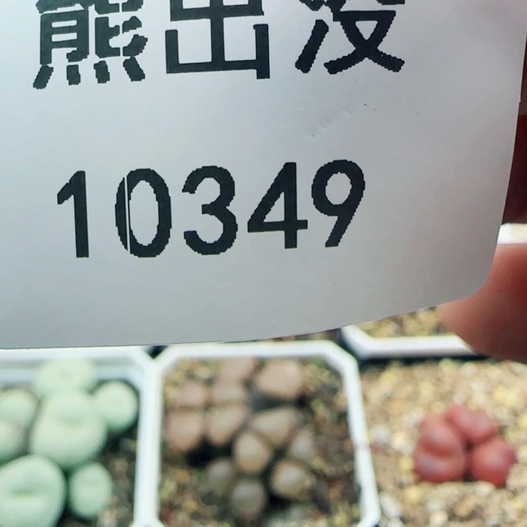 【闪购商品】豆****亲10349