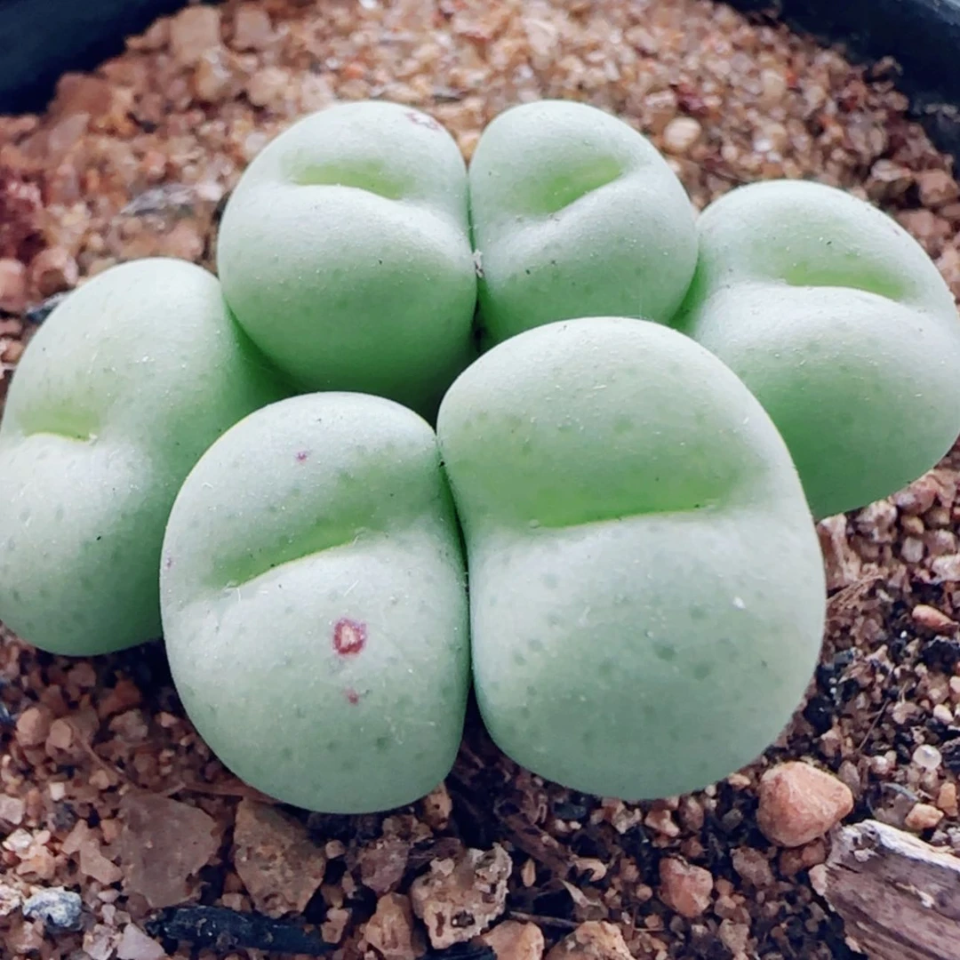 【闪购商品】11935