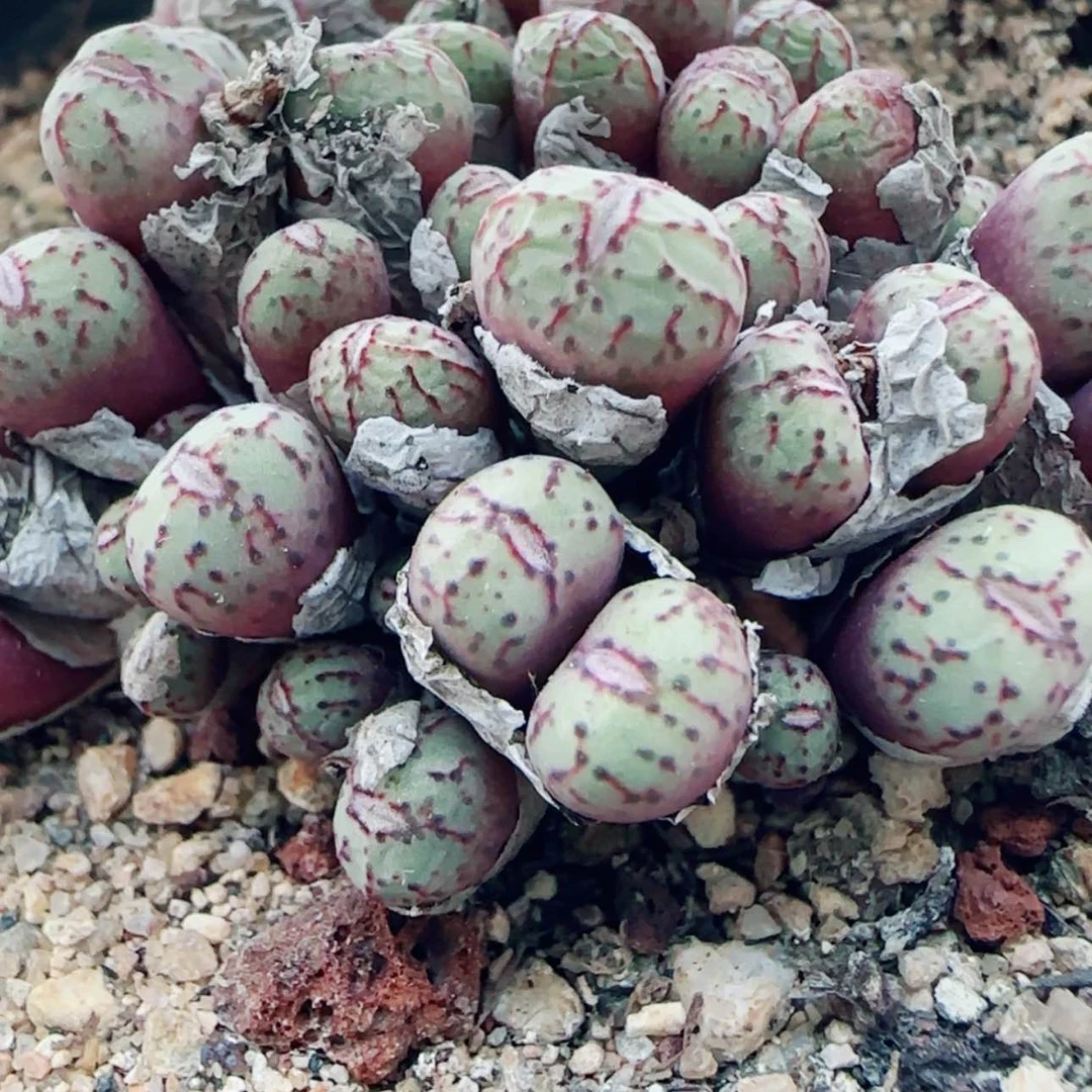 【闪购商品】时*花10744
