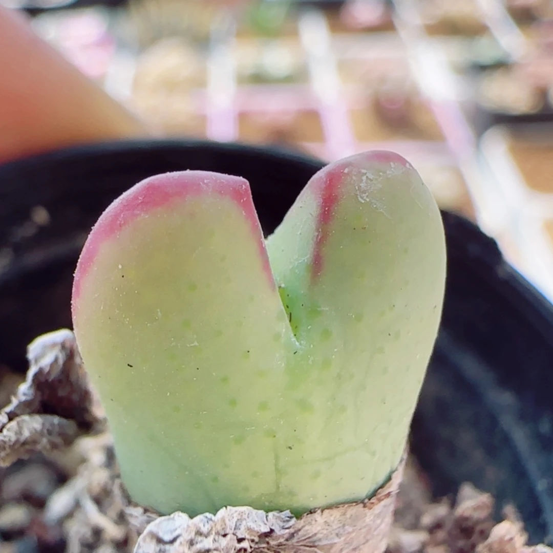 【闪购商品】15196