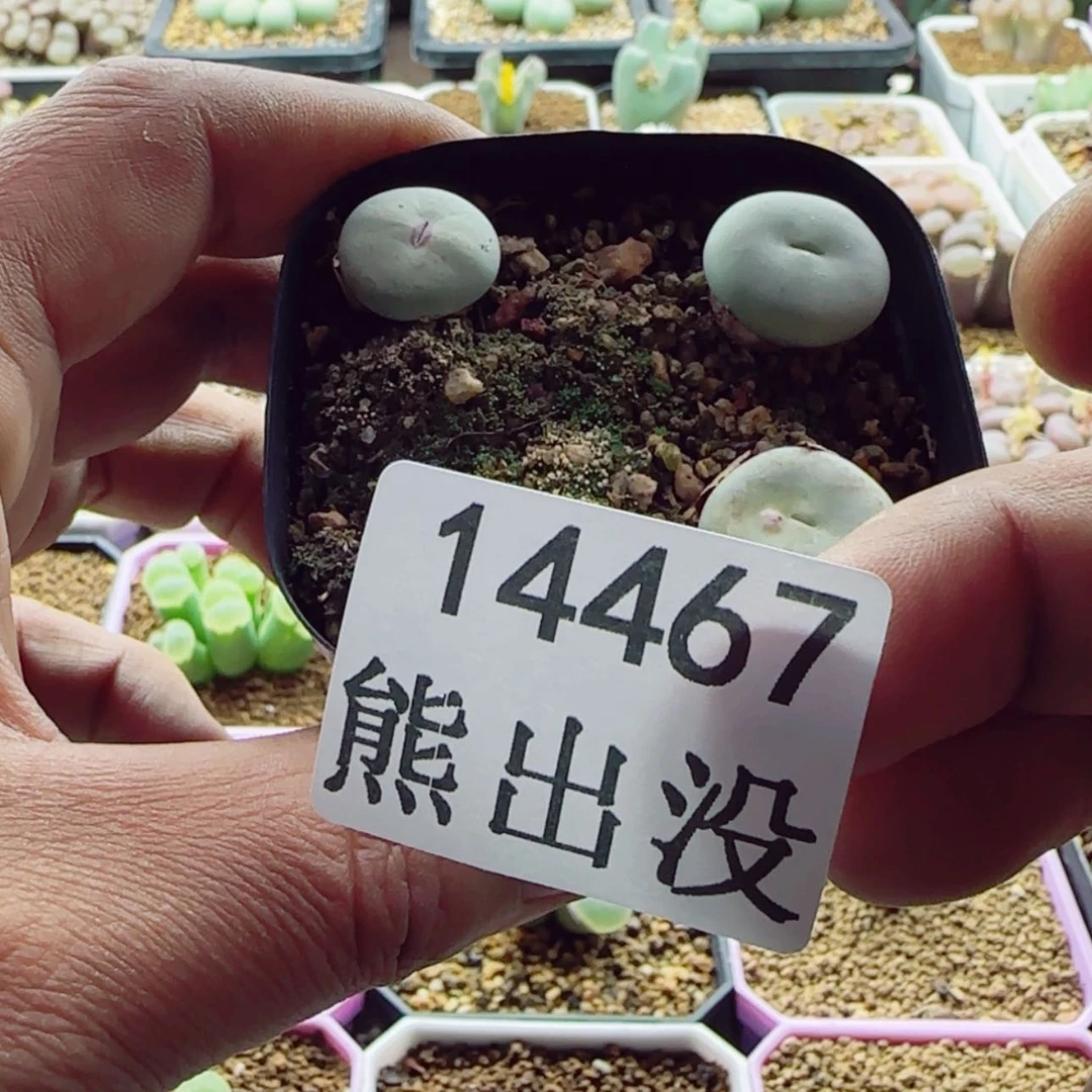 【闪购商品】精****214467