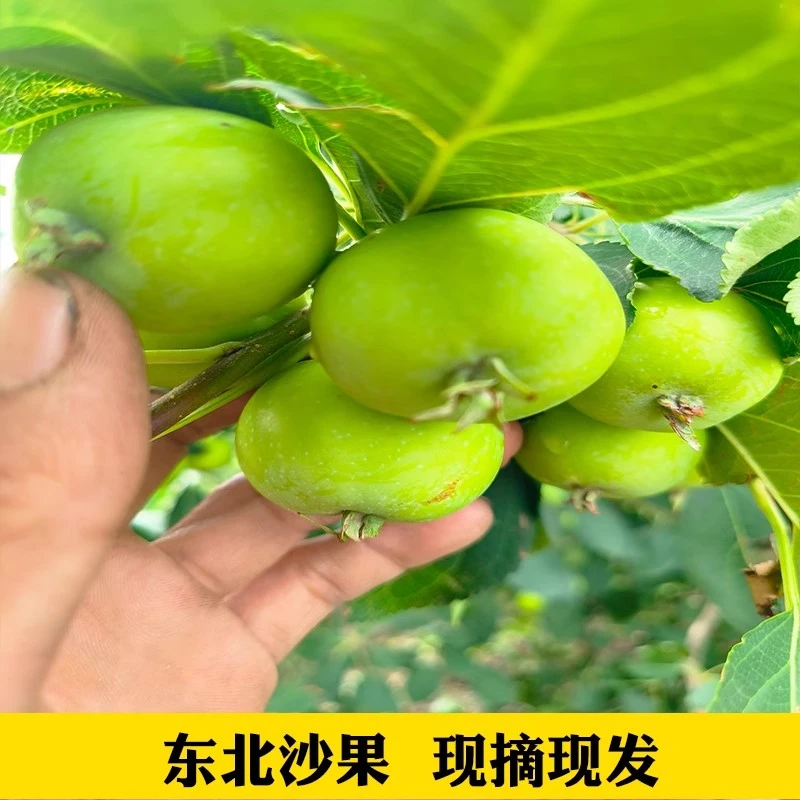 东北沙果海棠果新鲜水果1斤包邮沙果新鲜水果花红果孕妇包邮发货