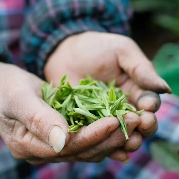 徽云尖【群体土种】正宗明前黄山毛峰2025高山新茶春茶嫩芽醇香鲜爽
