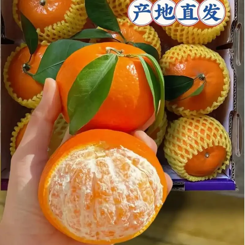 正宗武鸣沃柑香甜多汁当季现摘水果新鲜健康产地直发榨汁特大柑橘