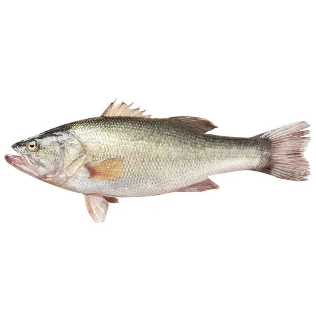 【耒阳同城闪送】鲜活鲈鱼约500g/条（默认处理杀好）不杀备注