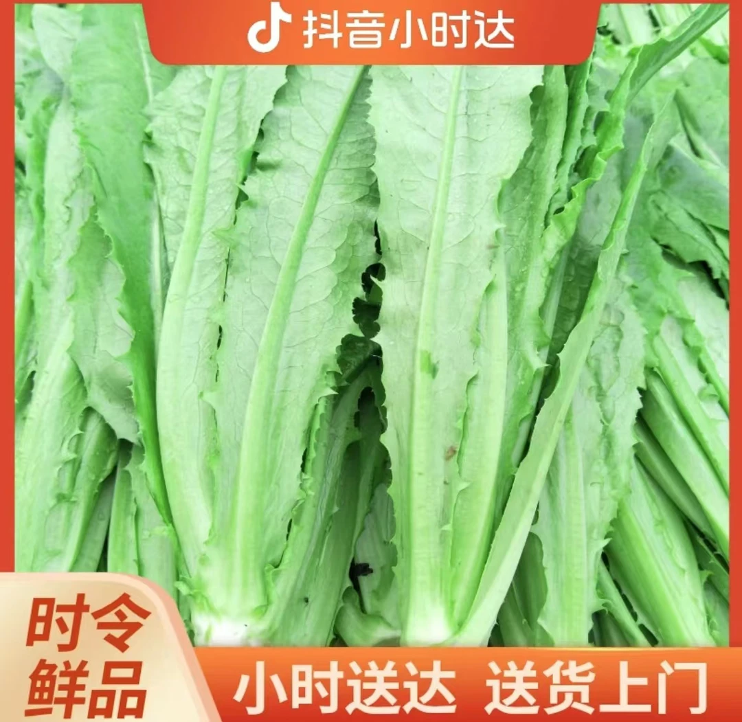 新鲜油麦菜500g/份