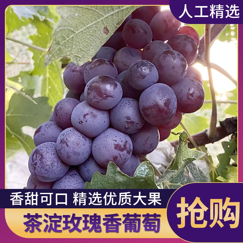 茶淀农场-天津汉沽茶淀玫瑰香葡萄乒乓球新鲜水果茶淀葡萄