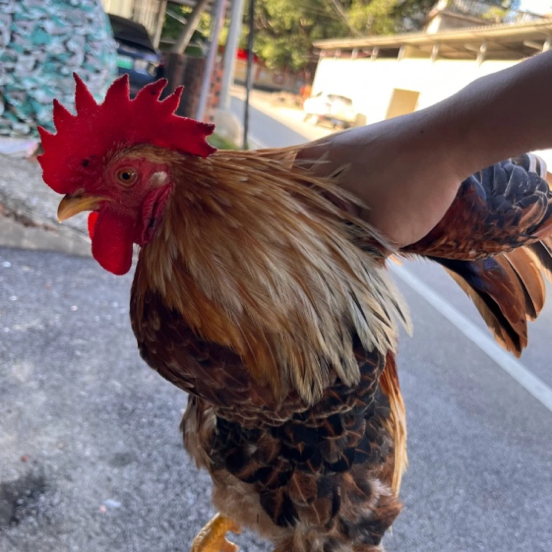 广西农家自孵蛋小脚土公鸡