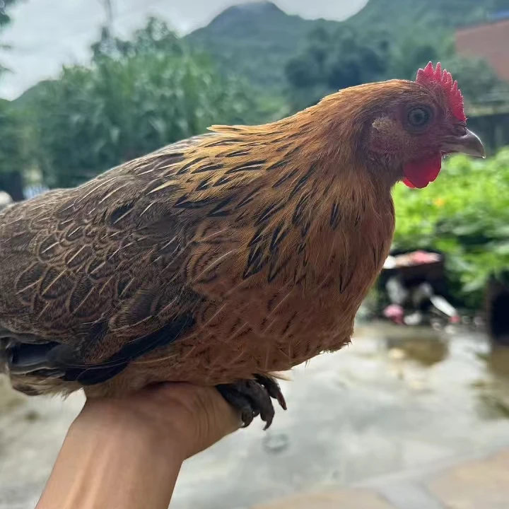 农家自孵土项鸡小脚鸡