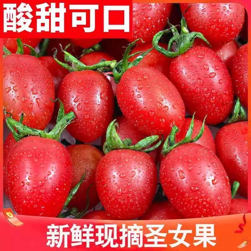 现摘广西圣女果小番茄5斤/3斤新鲜果蔬酸甜可口