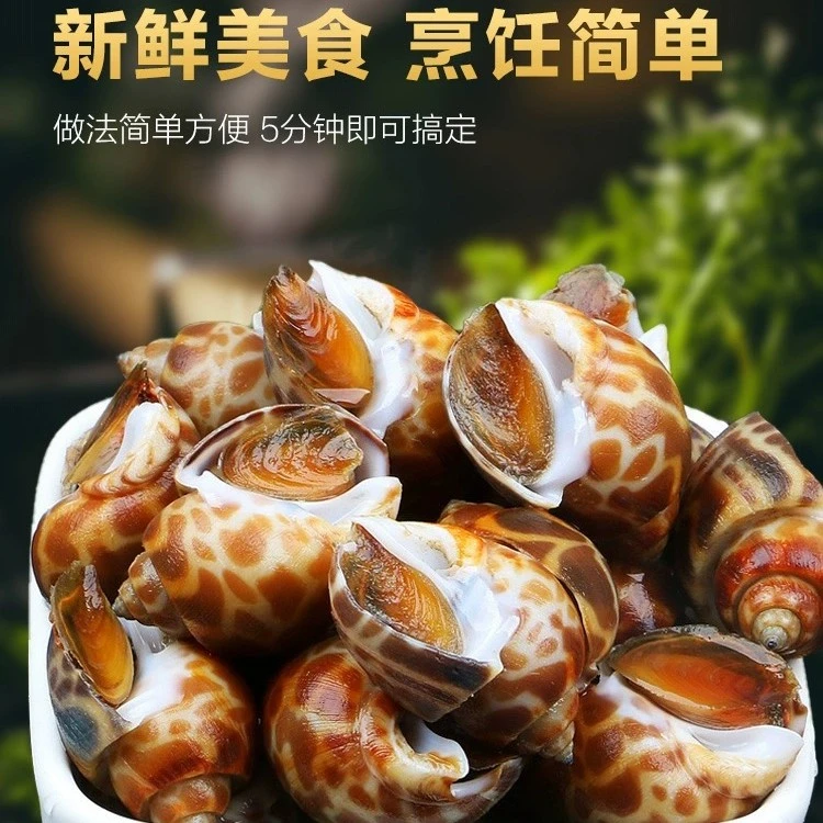 新鲜特大花螺海鲜水产冷冻东风螺大号海螺贝类