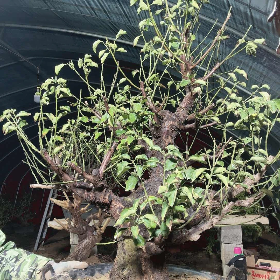 红梅红梅红梅红梅