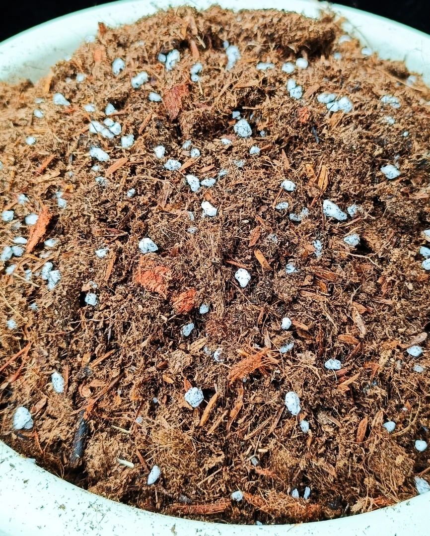 品氏泥炭朱顶红专用土，大球小苗均可用