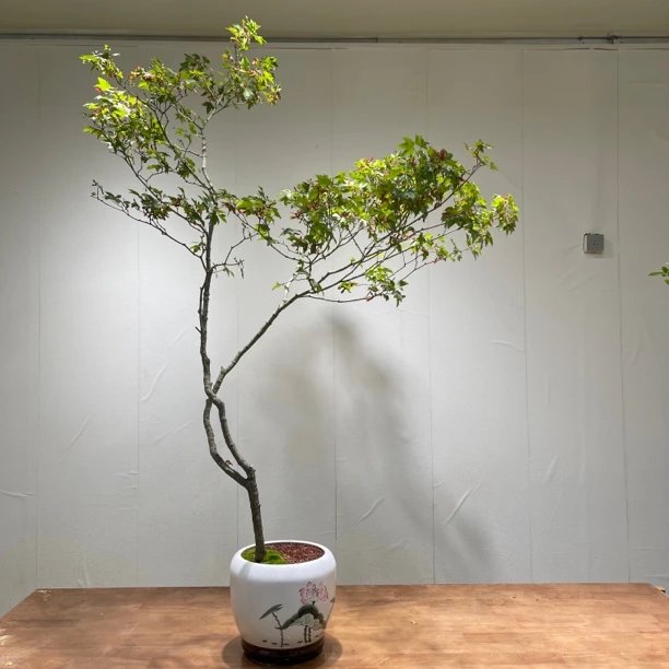 海岛栀子花春花石枫【一物一拍】室内办公室茶室盆景绿植植物素材