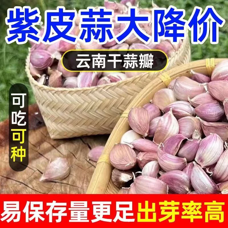 【2025云南干蒜】XT小蒜瓣紫皮蒜 蒜苔蒜 蒜苗大蒜1-9批发斤