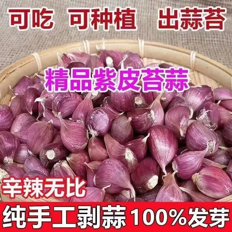 【云南老品种】XT2025 新干蒜紫皮蒜 可吃可种 蒜种 大蒜   1-9斤