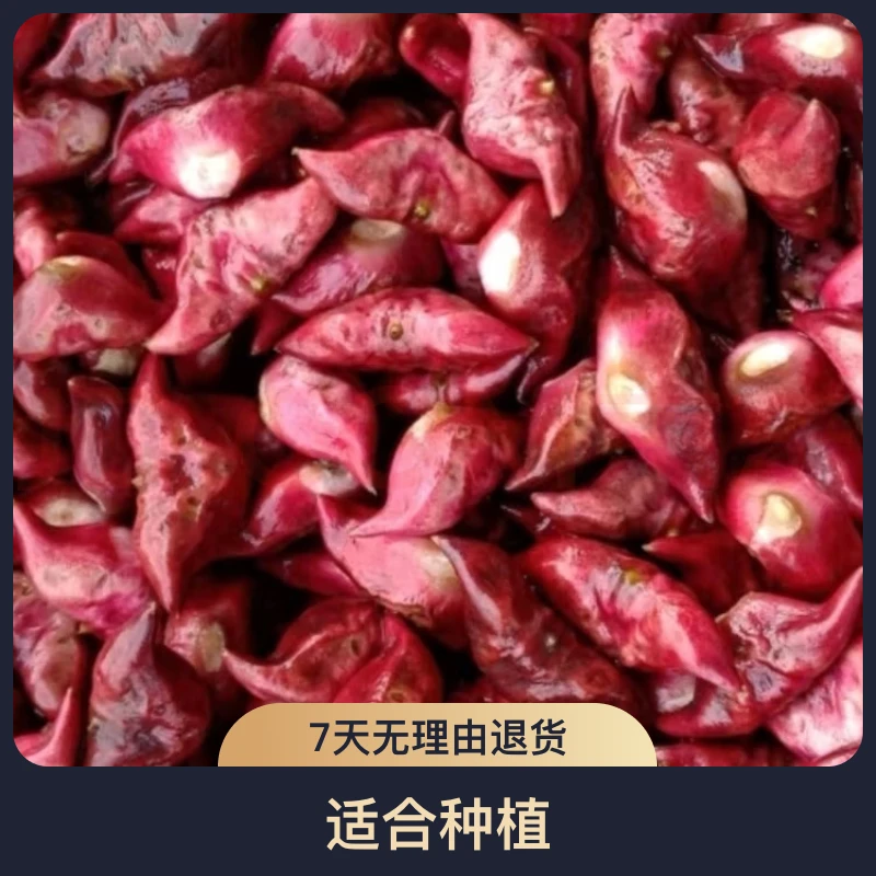 水果红菱角苗池塘种植水生植物四季蔬菜
