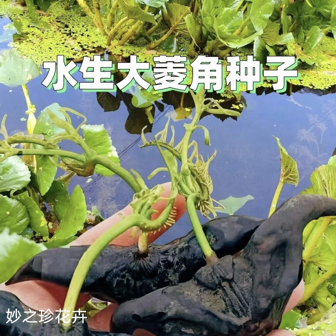 高产早熟牛角大青菱角两角种苗池塘水生植物老菱角种苗南北方种植