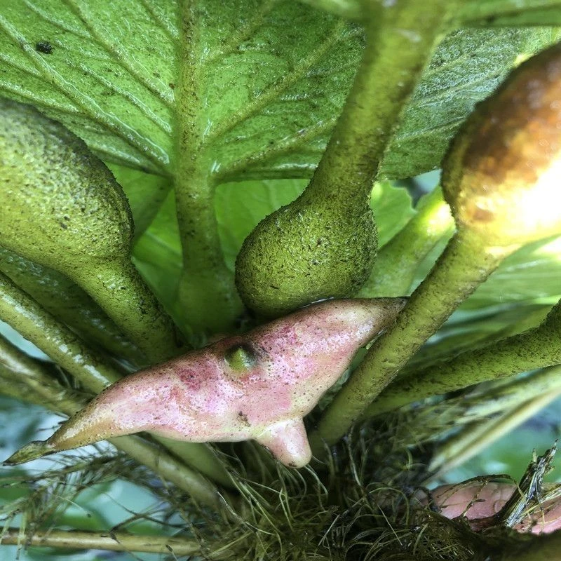 四角青菱角苗 四角菱角池塘种植净化水质四角菱角苗水生植物四季