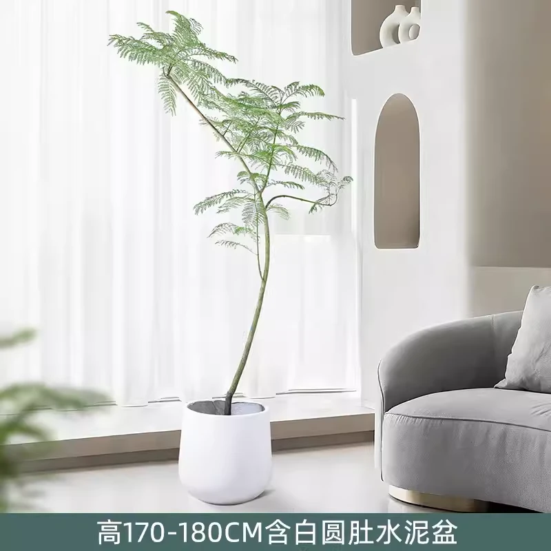 蓝花楹盆栽大树苗造型一物一拍室内客厅观叶植物阳台造景网红绿植