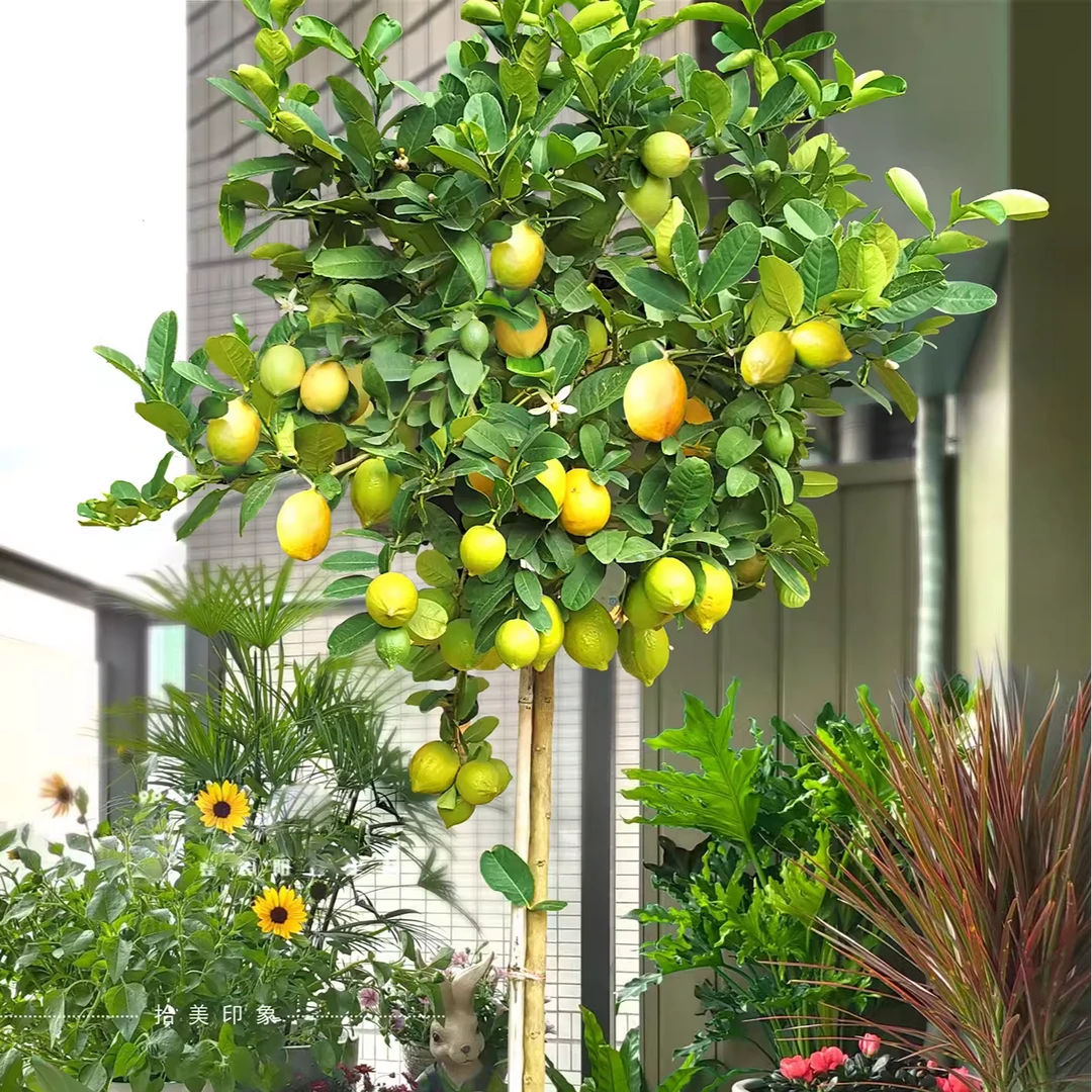 香水树盆栽四季植物大型室内客厅绿植网红户外棒棒糖