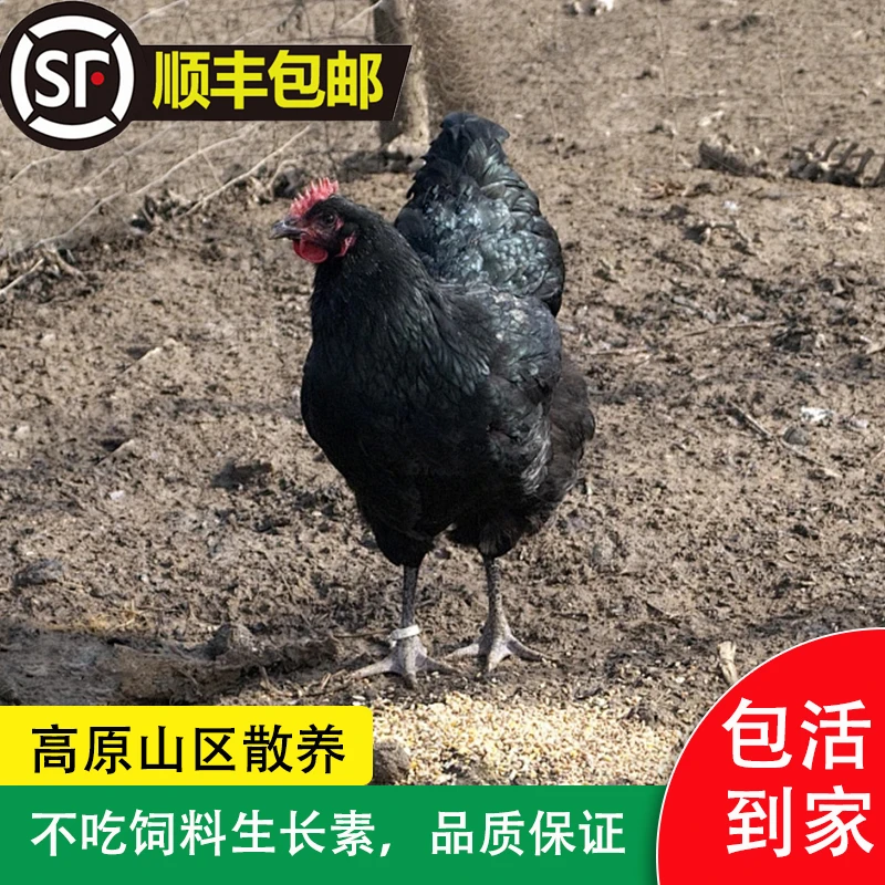 高原山区生态五爪黑凤老母鸡 云南省内包邮   顺丰冷链运输