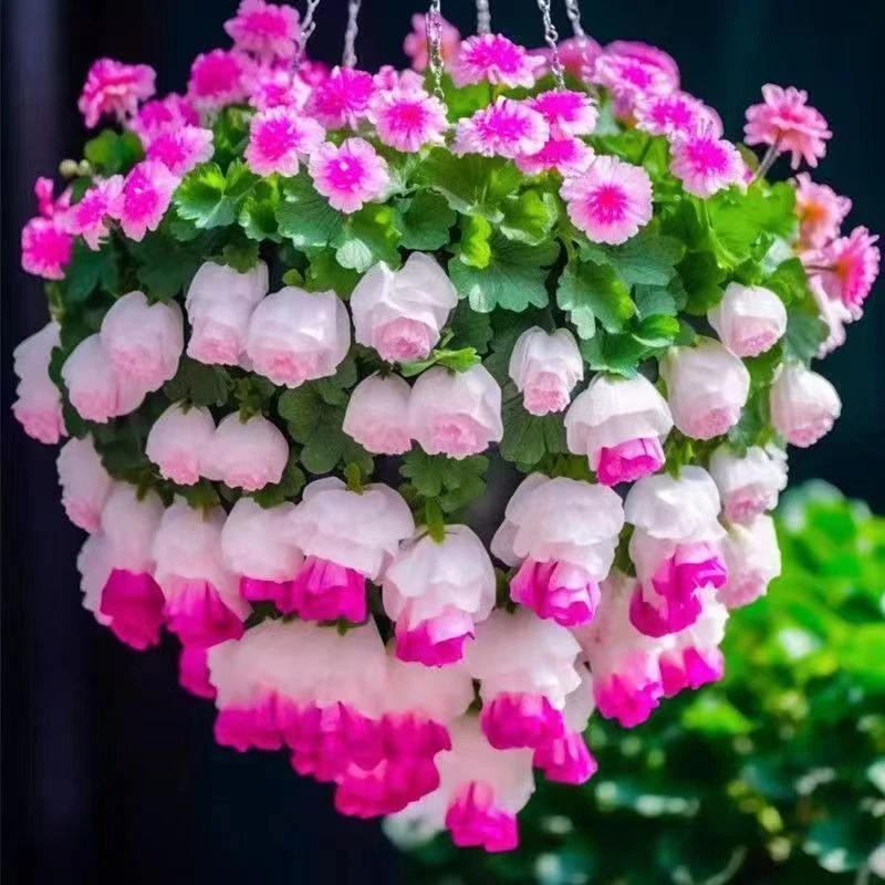【驱蚊驱虫】新品清香玉球根驱蚊虫四季开花重瓣浓香型超长花期好养