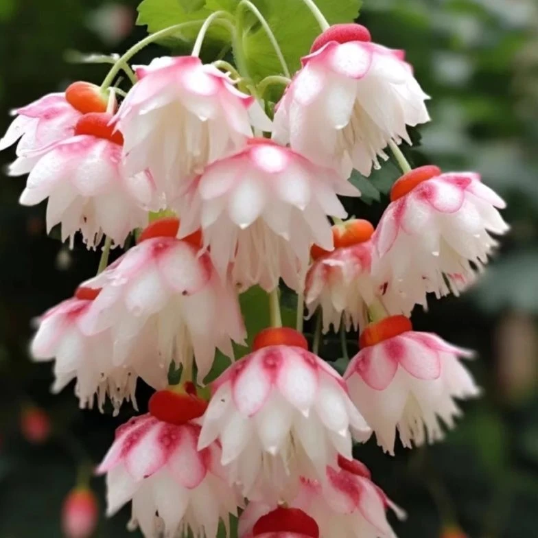 【爆款】新品垂丝艳丽花满屋香浓香新款盆栽清香芬芳除甲醛耐高温