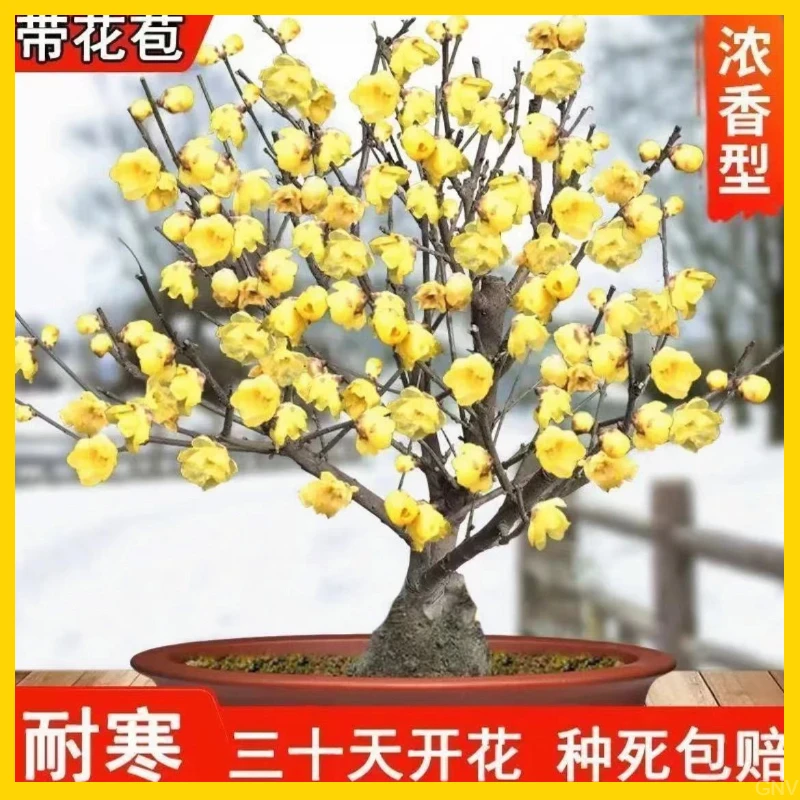 耐寒腊梅【带花苞】地栽树苗三十天开花浓香梅花四季开花卉室外绿植