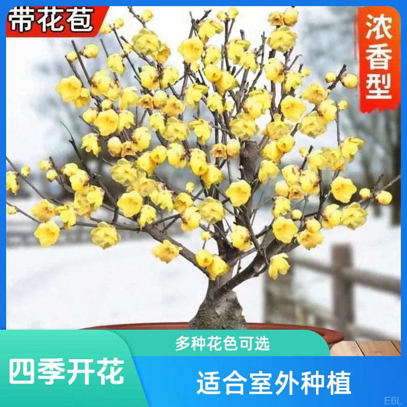 耐寒腊梅浓香【带花苞】三十天开花梅花地栽树苗四季开花卉室外绿植