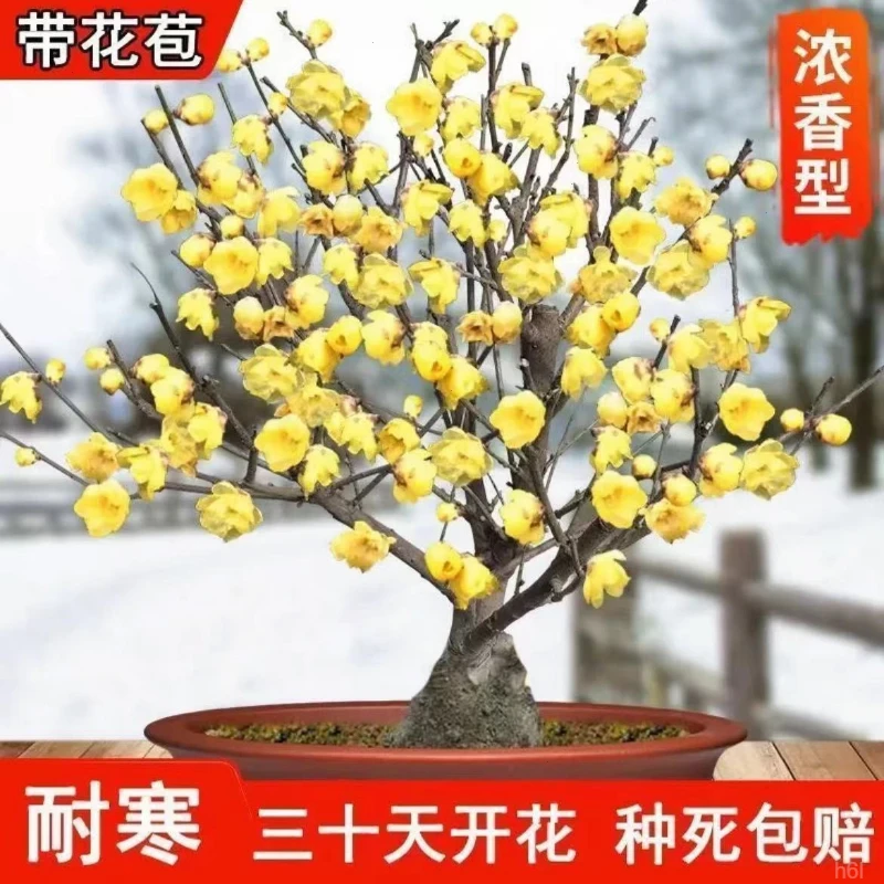 耐寒腊梅【带花苞】三十天开花梅花树苗浓香地栽四季开花卉室外绿植