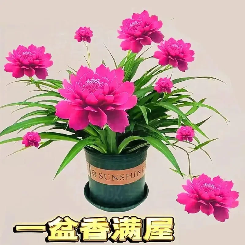 【超长花期】莲花球根水养土养浓香型盆栽绿植花卉大全四季开花耐