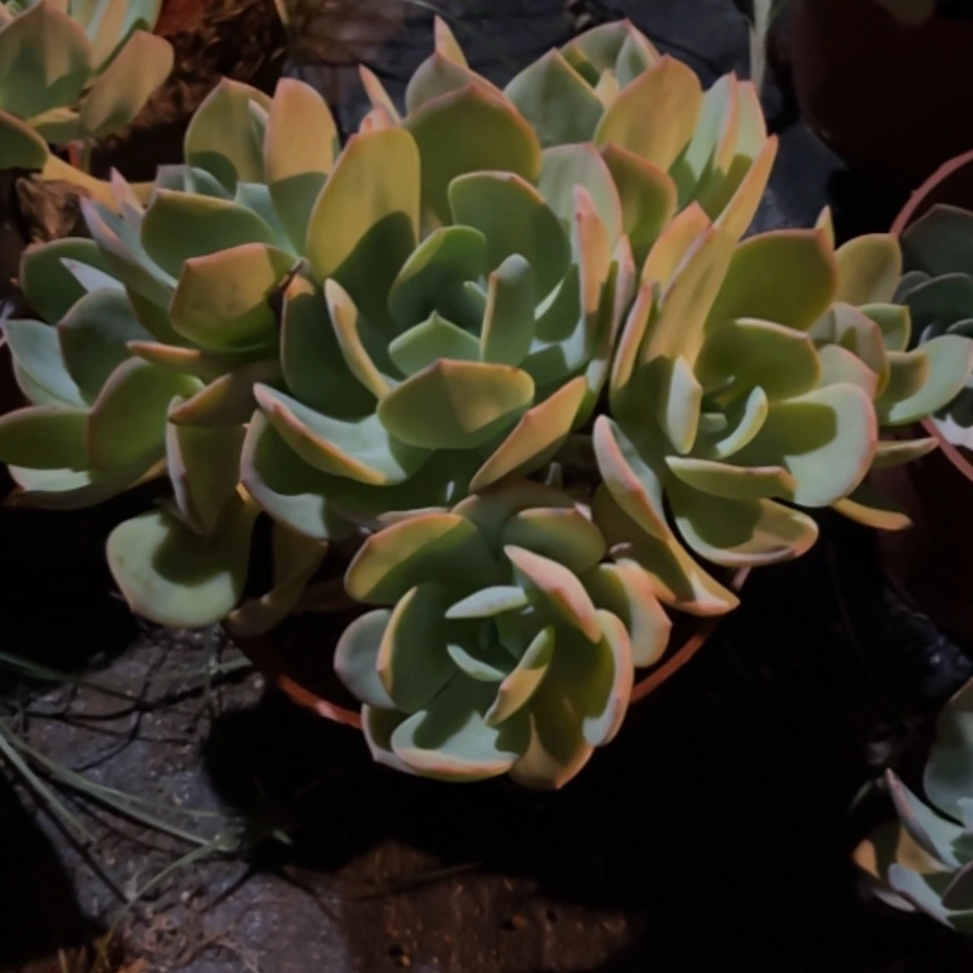 【闪购商品】白凤多肉植物