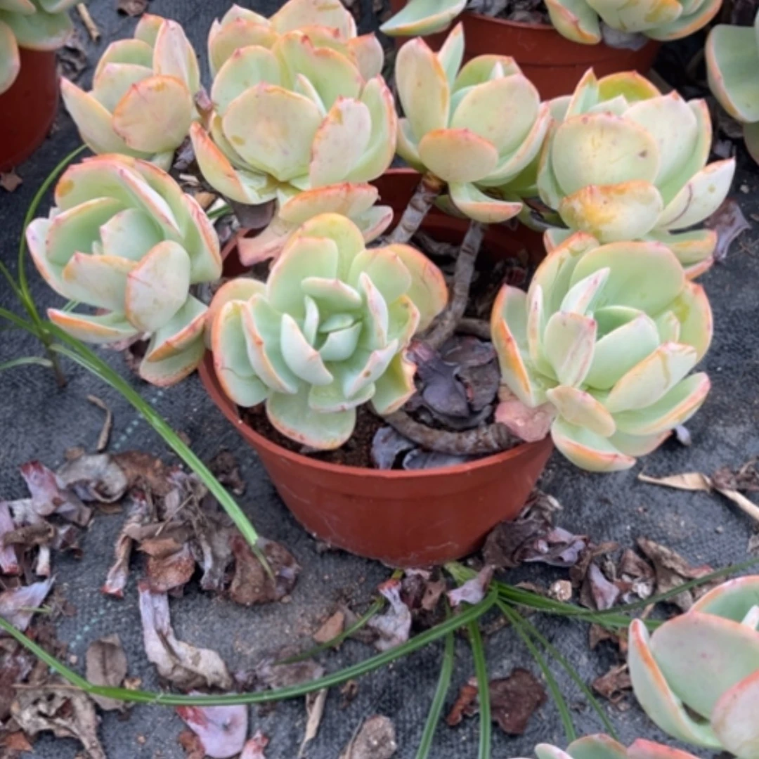 【闪购商品】静***凤