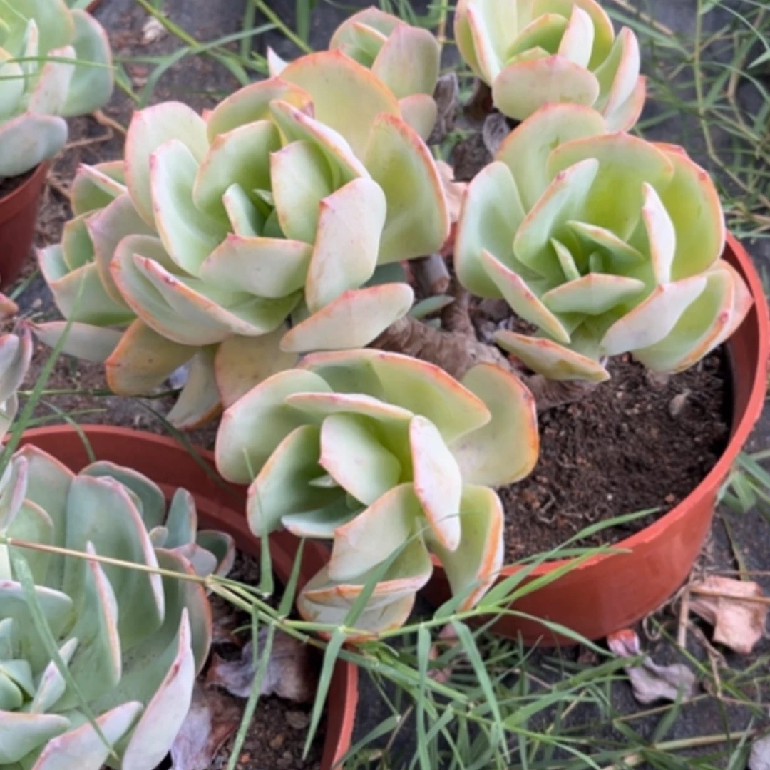 【闪购商品】晚*我凤