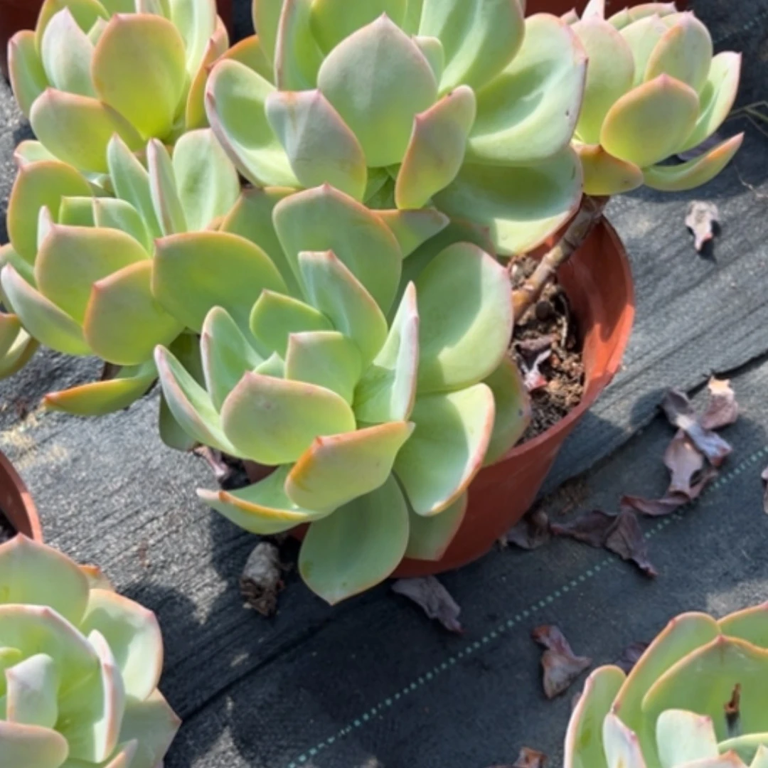 【闪购商品】橙***甜白凤