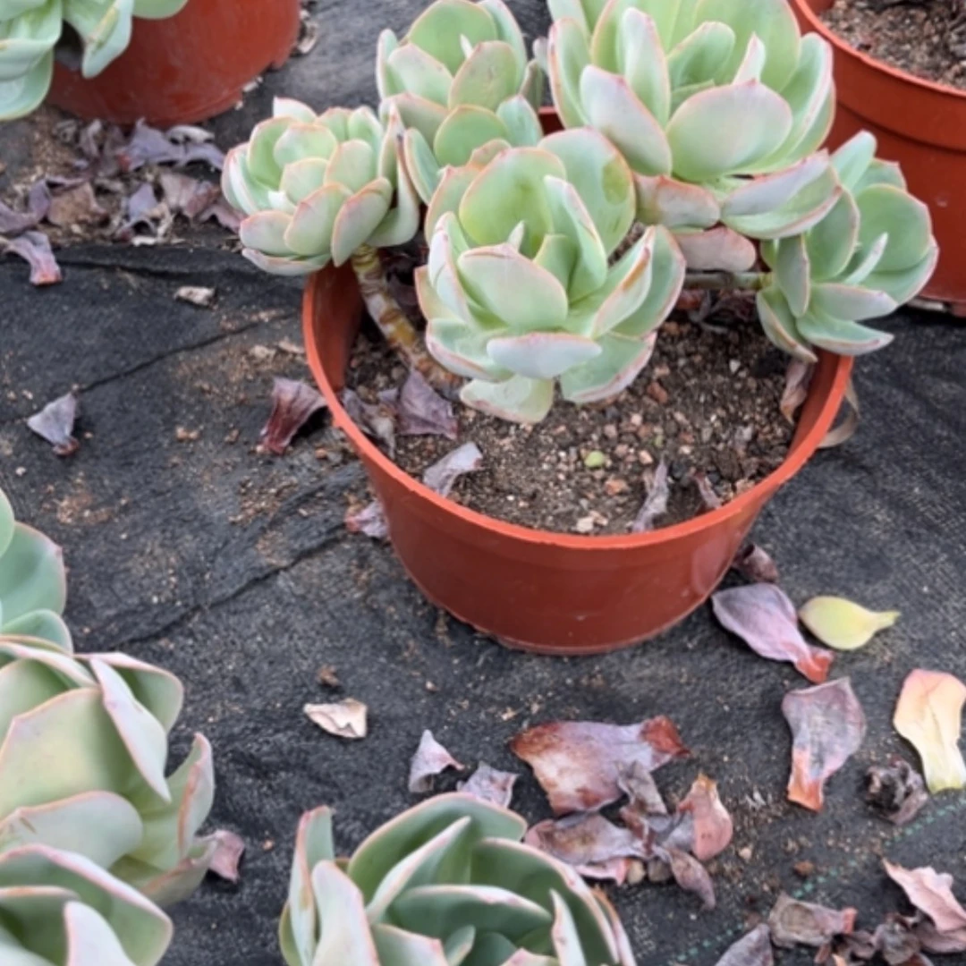 【闪购商品】小****?白凤