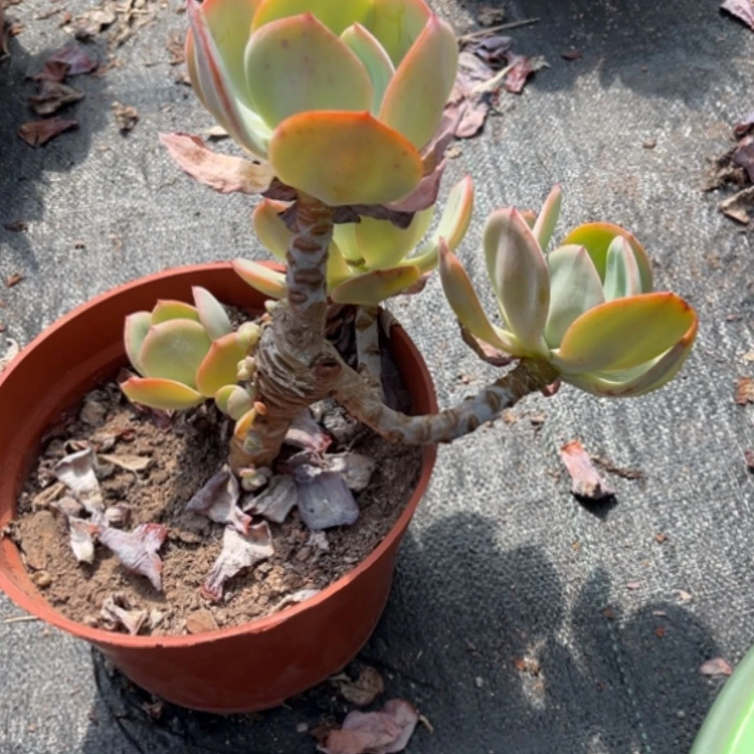 【闪购商品】小**杂白凤