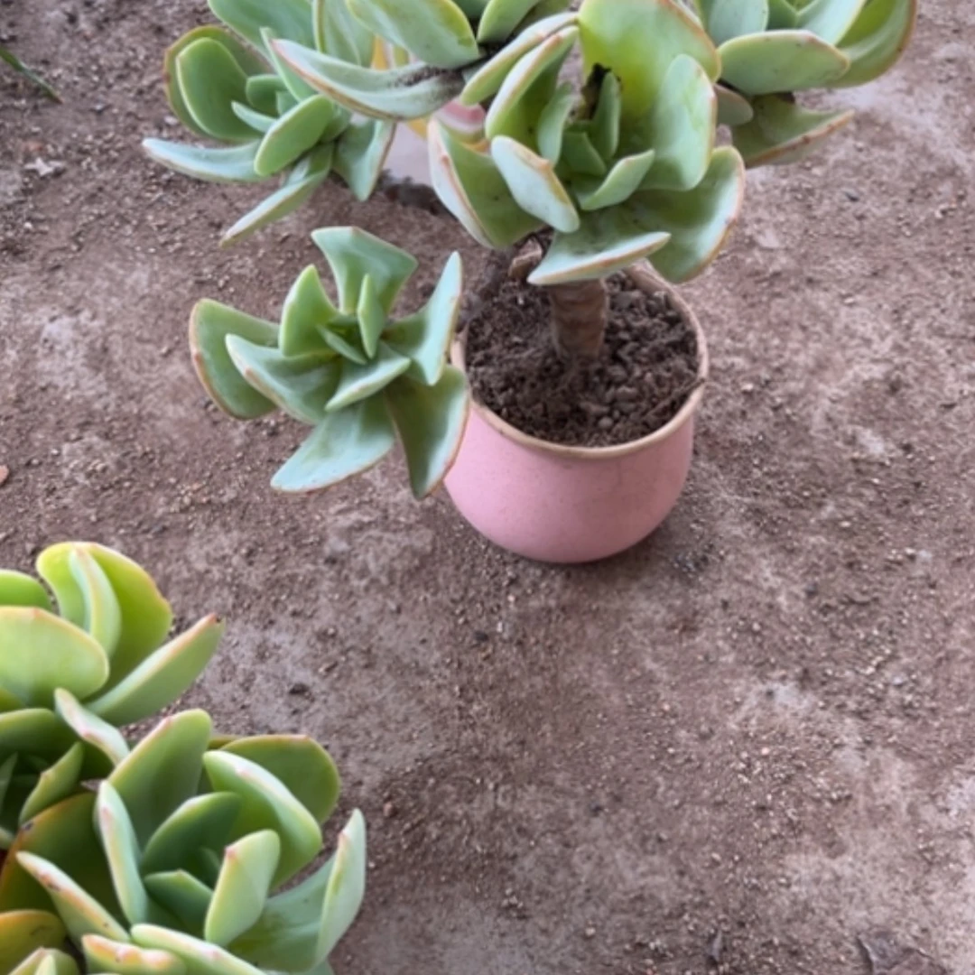 【闪购商品】彩*白凤