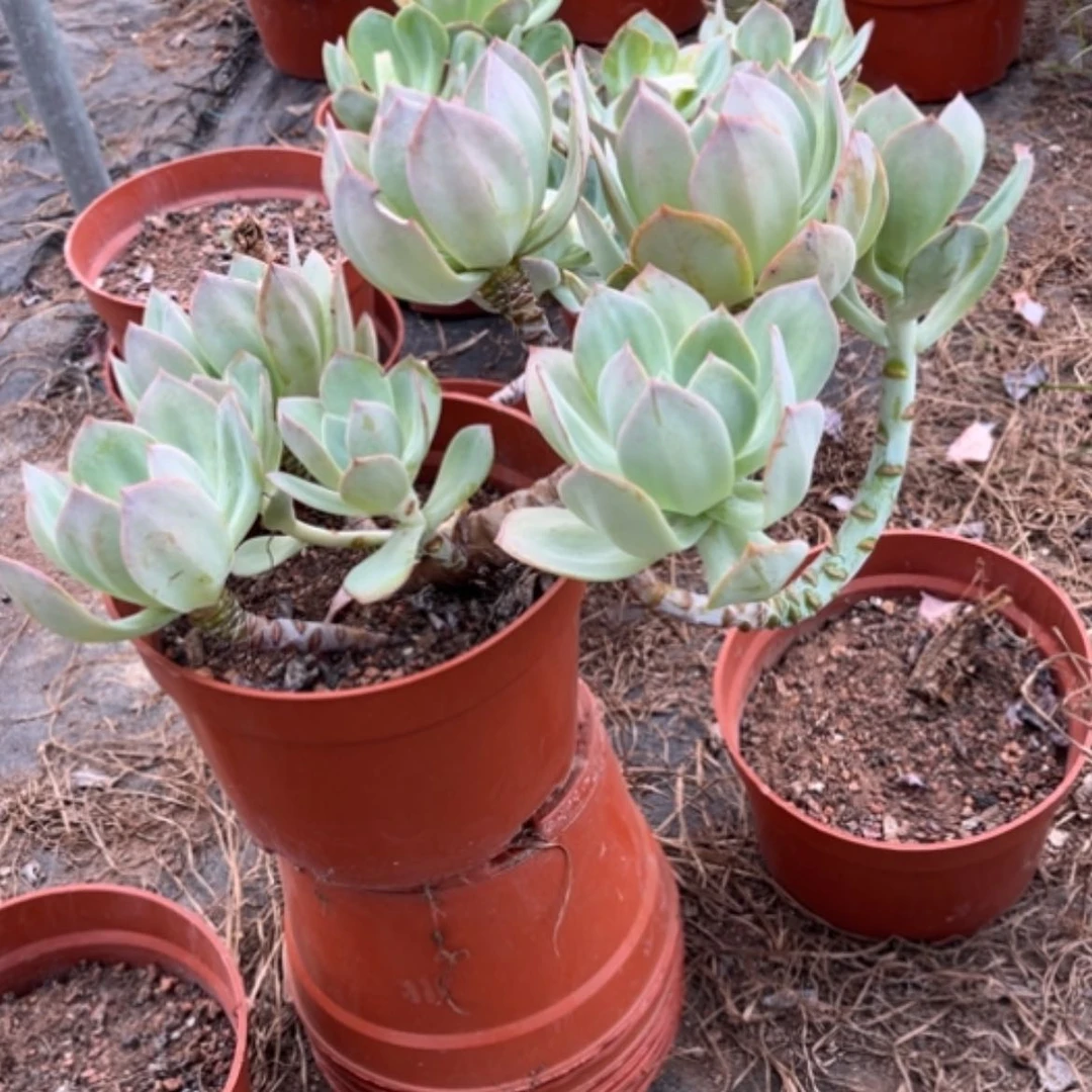 【闪购商品】依*家白凤