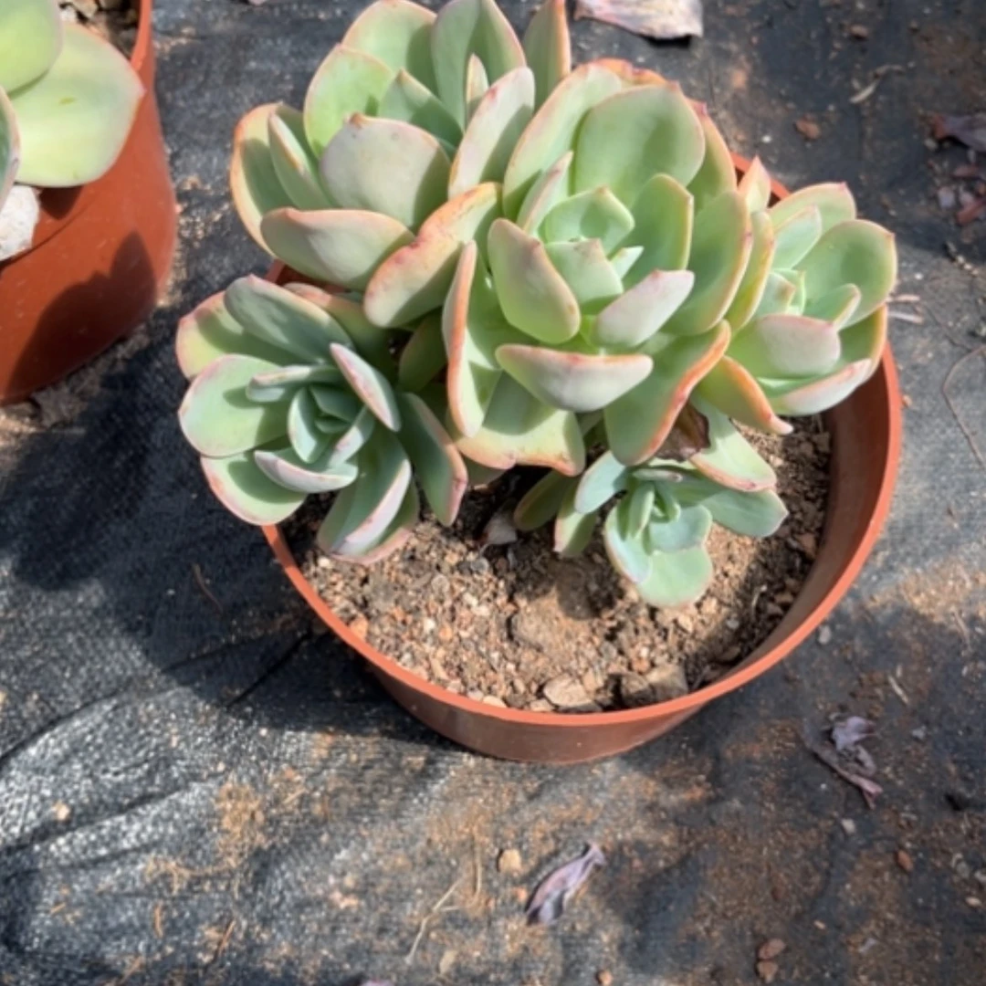 【闪购商品】静**花白凤